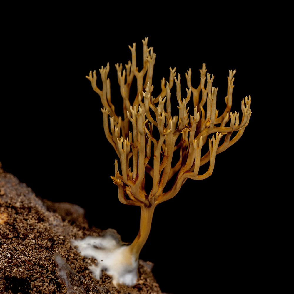Fungi