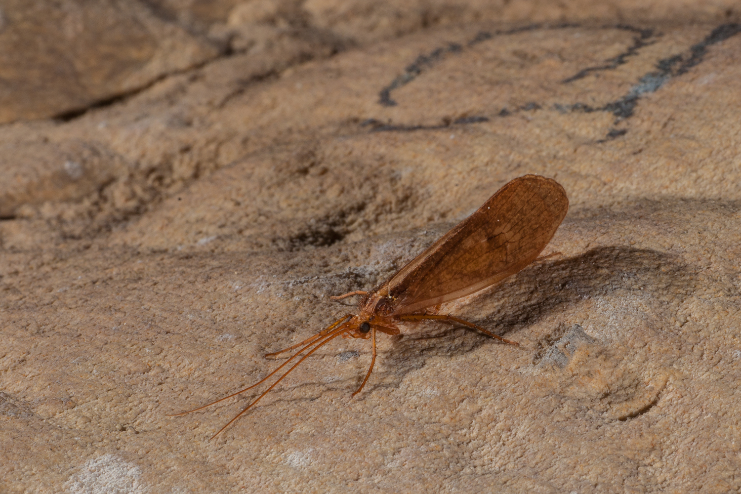Insecten